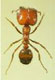 紅火蟻