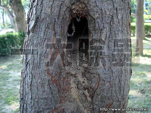 白蟻侵蝕的樹木